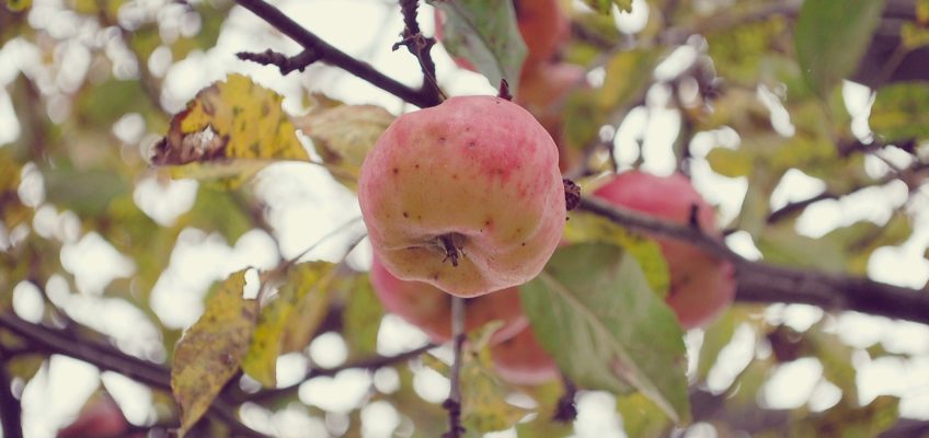Dilema cumpărătorului în căutare de produse bio proaspete