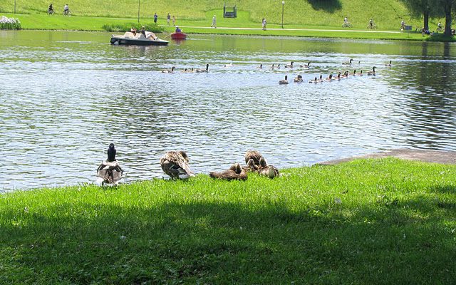 O plimbare în parc