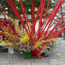 Ikebana, celebrată prin vizita lui Shogo Kariyazaki