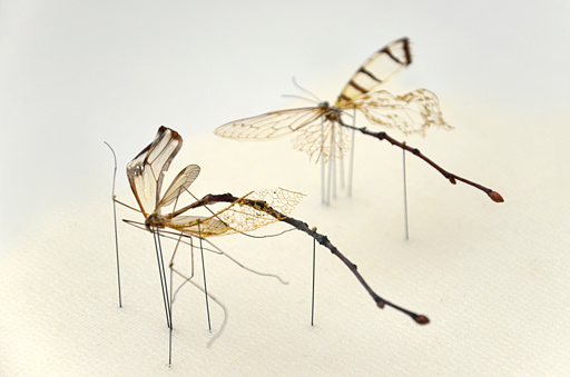 ”Twig-fly” detalii 39_twig-fly_02