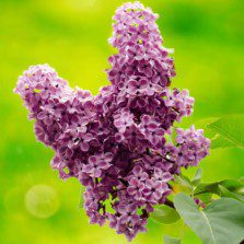 Parfum de liliac